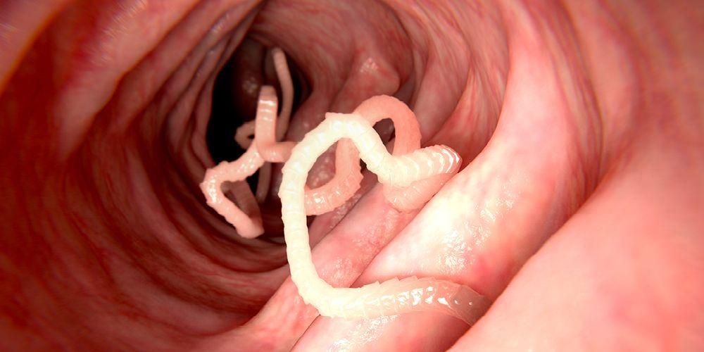 Ciclo di vita della tenia: il verme causa l'infezione da tenia