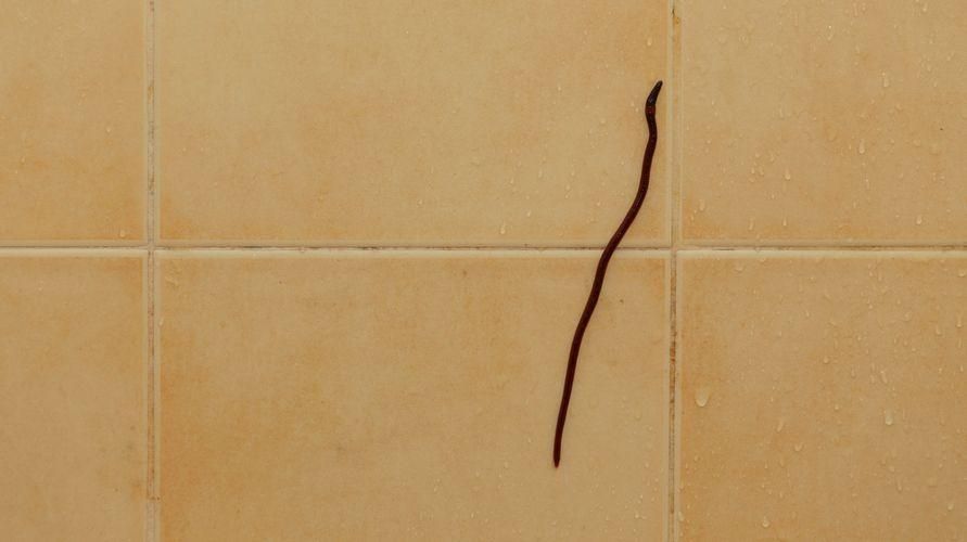 كيفية التخلص من الديدان في الحمام بسهولة