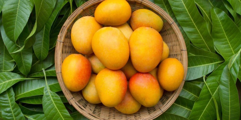 Benefici delle foglie di mango, cibo sano meno popolare del frutto