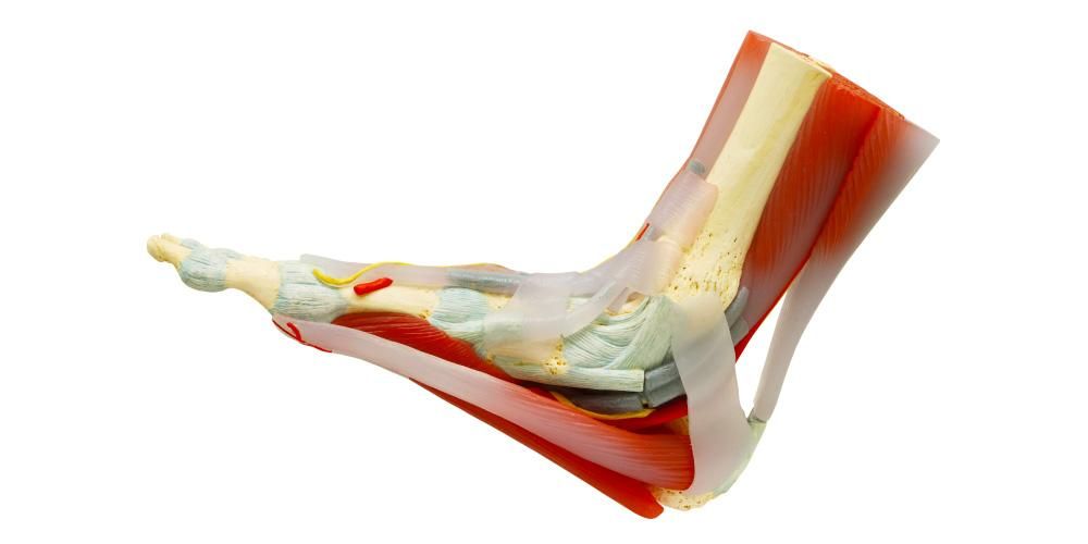 Ketahui tendon yang menghubungkan otot ke tulang