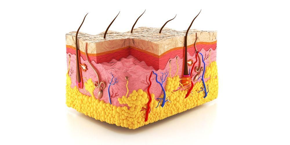 Запознаване със структурата на човешката кожа и всяка от нейните важни функции