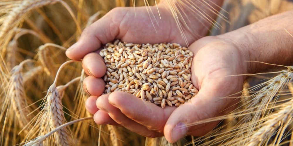 Buğdayın Sağlığa Faydaları ve Dikkat Edilmesi Gereken Yan Etkileri