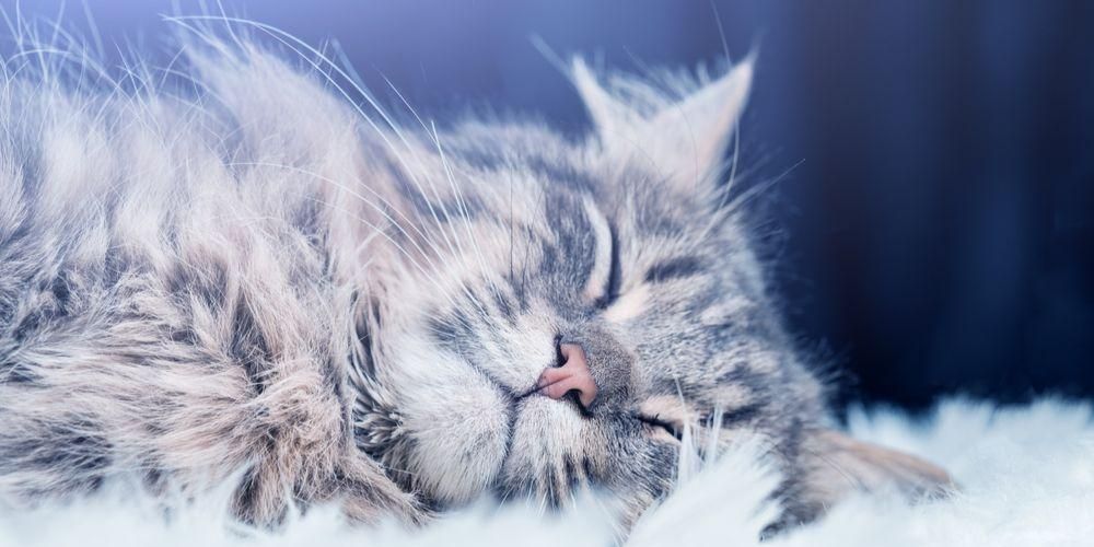 Mitos dan Fakta Mengenai Bahaya Bulu Kucing yang Perlu Diluruskan
