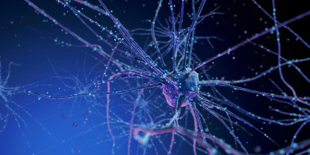 Всичко, което трябва да знаете за човешката нервна система