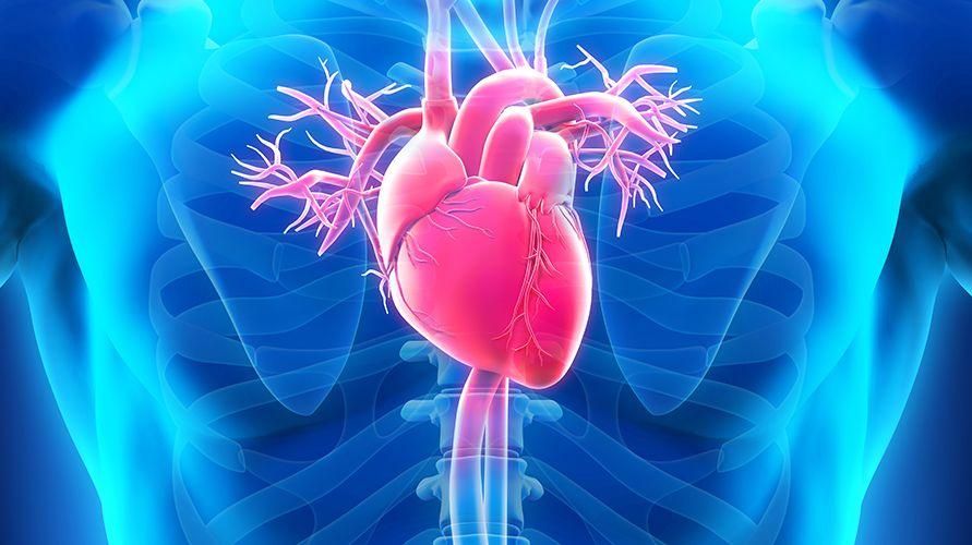 مراقبة أعراض اعتلال عضلة القلب الضخامي أو سماكة عضلة القلب