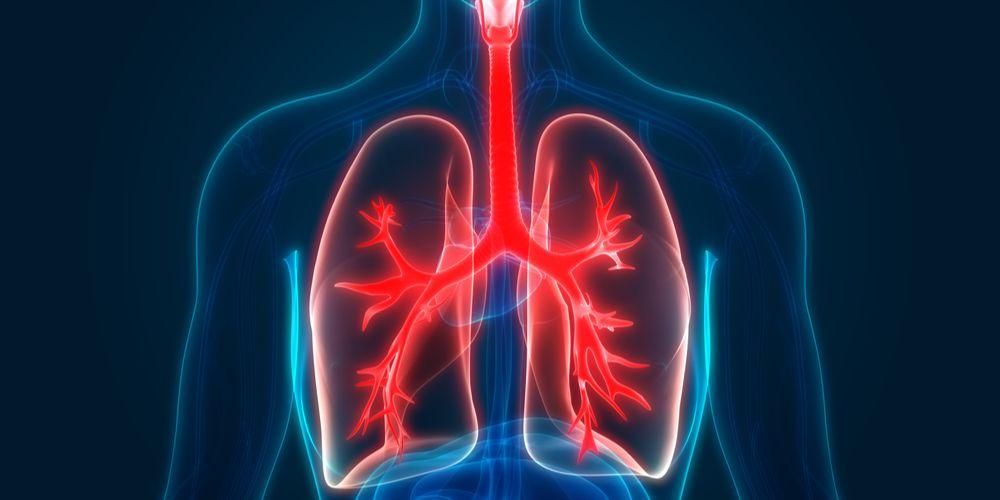 Comprendere la struttura e la funzione dei bronchi nel corpo umano