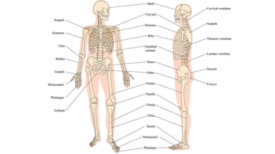 من الرأس إلى أخمص القدمين ، هذا هو الهيكل التشريحي لعظام الإنسان