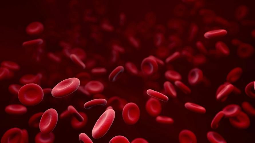 赤血球（赤血球）と体内でのそれらの機能の紹介