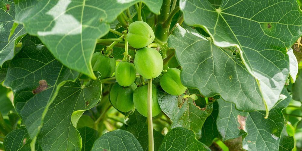 6 предимства на рициновите листа и семена, които са доста поразителни