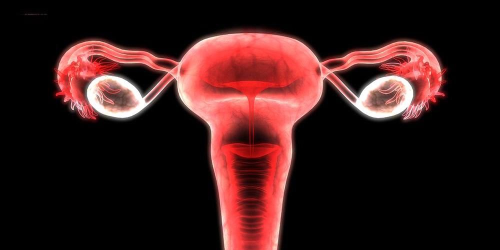 Запознайте се с 11 -те части на женската репродуктивна система и техните функции