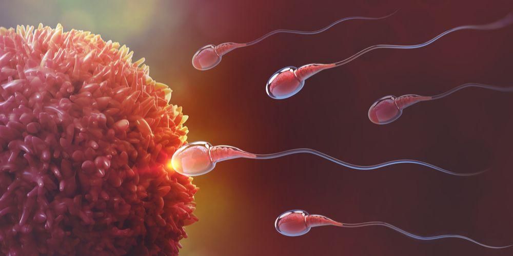 受精は、カップルが理解する必要のある子孫を生み出すプロセスです。