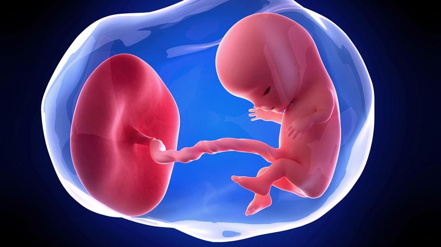 11 minggu mengandung, bagaimana perkembangan keadaan janin dan ibu?