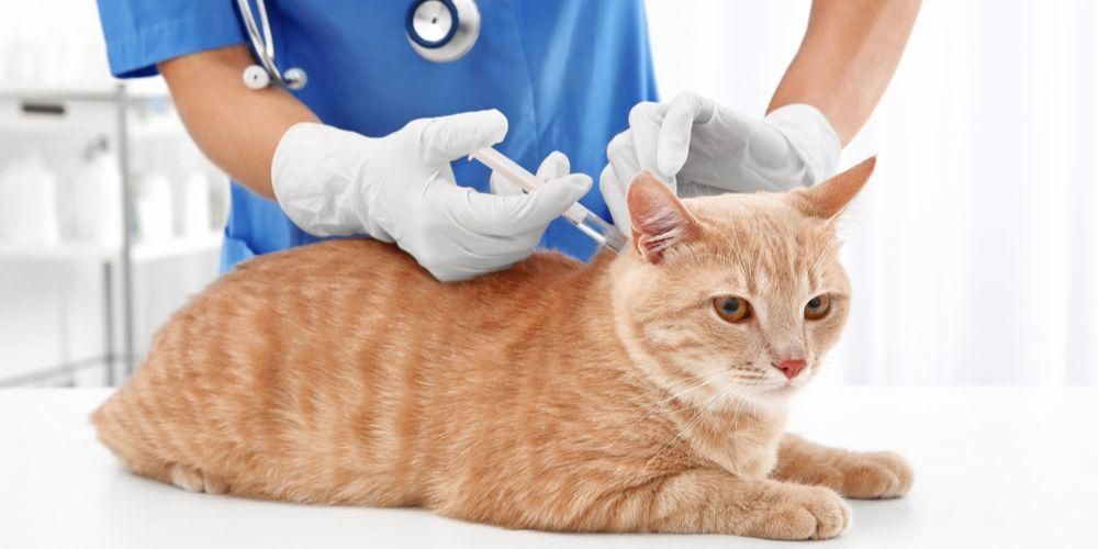 Jenis Vaksin Kucing dan Faedahnya untuk Kesihatan Mpus