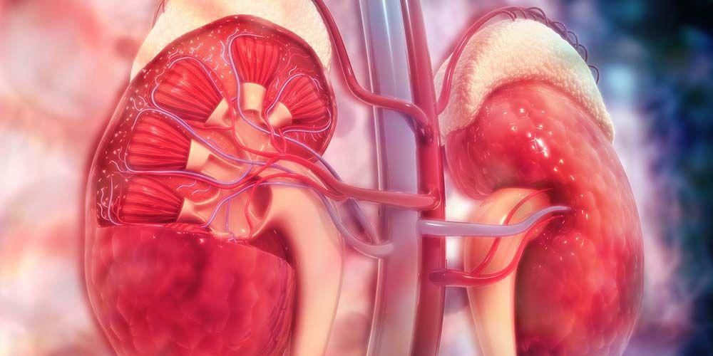 Conoscere l'anatomia dei reni e le loro funzioni nel corpo